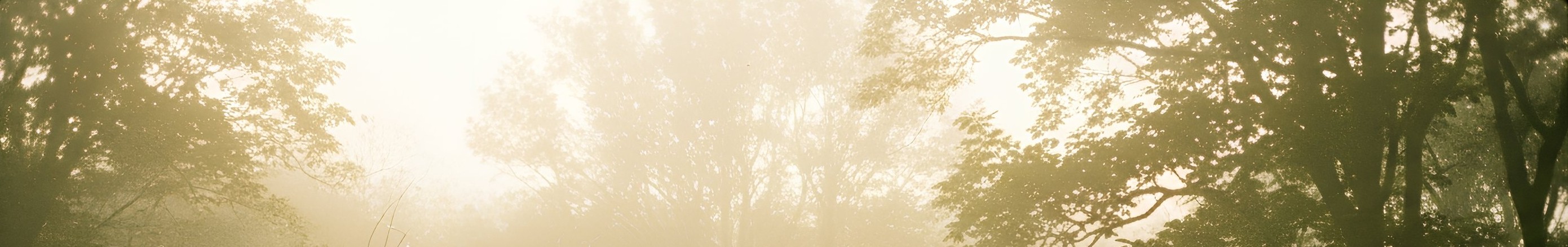 Reflexión en el bosque de Sucamiño, árboles autóctonos y luz suave.