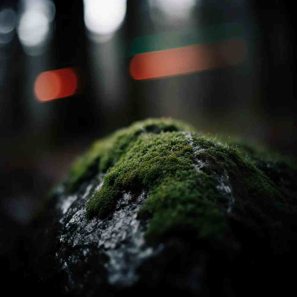 Primer plano de musgo verde intenso cubriendo una roca húmeda en invierno.